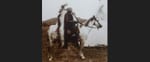 Ghost Dances & Court Battles: Native Religion & the Law