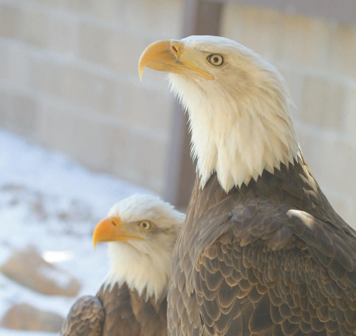 CPN Eagle Aviary celebrates 10-year anniversary