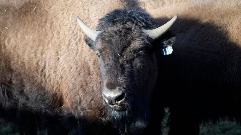 After nearly 200 years, the Yuchi Tribe of Oklahoma reconnects with bison
